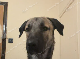 Turkish kangal x 10mth puppy