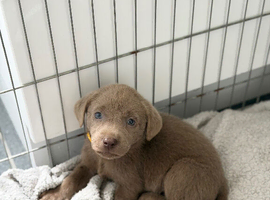 3 left Stunning Silver Labrador Pups