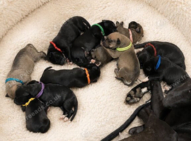 Beautiful Lurcher Puppies for Sale