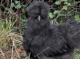 Purebred hatching silkie eggs x6