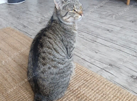 Tabby cat lovely looking for.new home