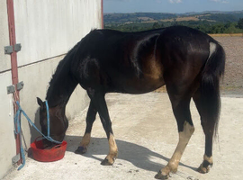15,2 5 year old gelding