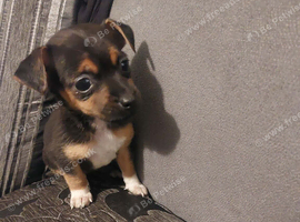 Miniature Jack Russell puppies