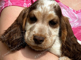 KC registered show cocker spaniels
