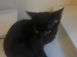 Beautiful Friendly Black Kitten Looking for Loving Home