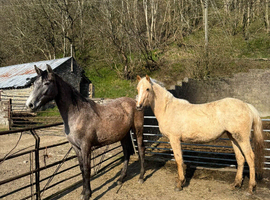 2024 Fillies