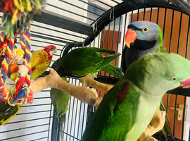 Any Derbyan parrot
