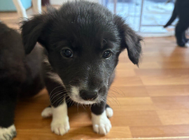 Mixed litter border collie pups