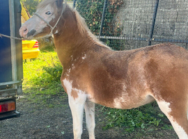 Splashed show potential filly