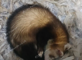 Desperate need of a lovely forever home for my boy