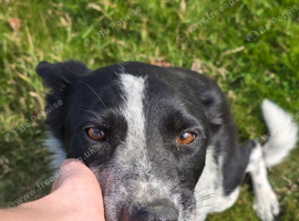 3 Boy Border Collie Pups left