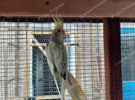 Young cockatels for sale.