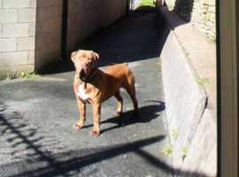 I&rsquo;m selling dog Call Bull, mastiff