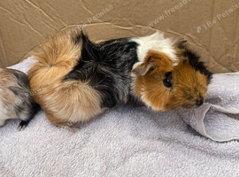 Various guinea pigs
