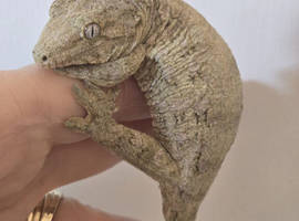 Leachianus Gecko F2 Tremper line Bayonnaise x Moro CB 25