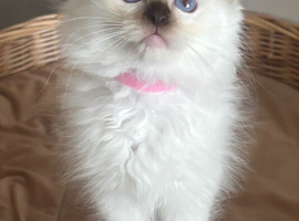 Beautiful rare chocolate Mitted girl available