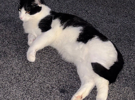 Domestic Tuxedo Cat