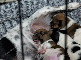 Selling two gorgeous Jack Russell pups