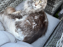 2 Maine coons for rehoming