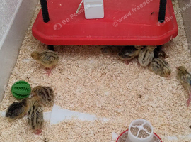 Japanese coturnix baby quails for sale