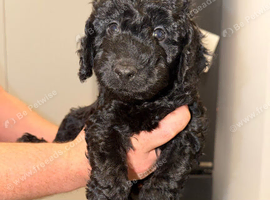 Cockapoo pups ready now