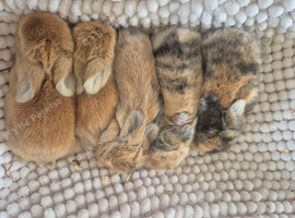 Lionhead lop x Harlequin kits
