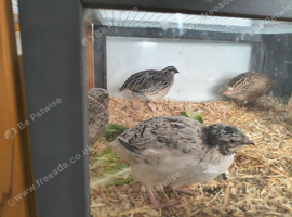 1 male 3 female Japanese quail