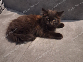 British Longhair cross Maine coon
