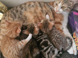 Maincoon cross kittens for sale