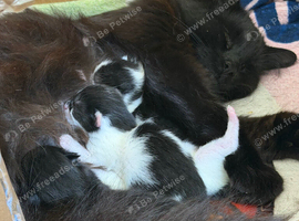 Beautiful kittens