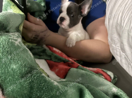 Last little boy waiting for his forever home