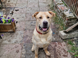 German shep mix for sale