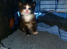 Cute, playful, lovely kitten &pound;200
