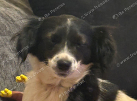 Female dog