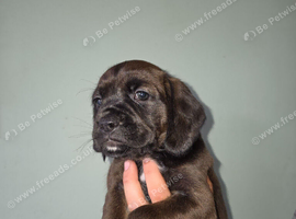 Boxer X puppies (kc reg parents)