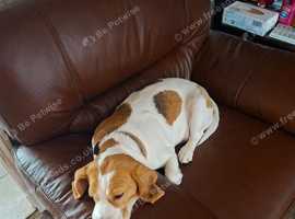 Lemon Beagle