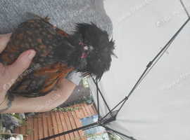 Polish cockerel