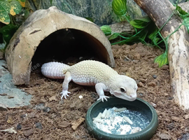 Male leopard gecko, free to good home.