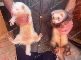 Ferrets for sale