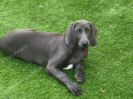 Stunning Female Weimaraner