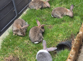8 week old baby bunnies