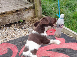 Gorgeous English Springer Spaniel Puppies