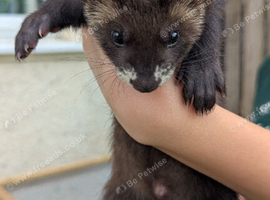 Ferret/eu polecat hobs 10 weeks old