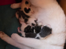 4 Part Bengal kittens Ready Now