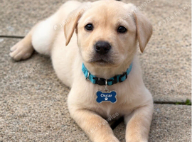 Beautiful yellow Labrador Puppy - Oscar Looking for a new home!