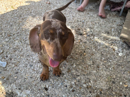 Dachshund bitch