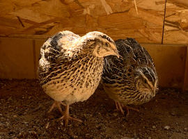 2 Quail Hens (Jumbo Coturnix ) for Sale