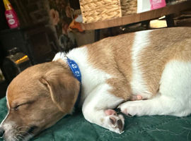 Jack Russell pupies