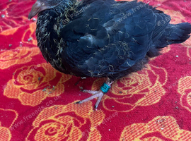 Racing pigeon