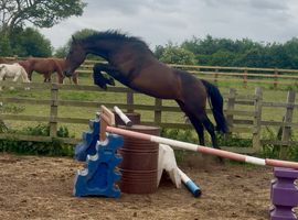 15hh 4yr old future eventing mare
